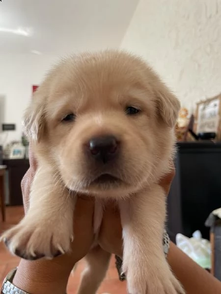 labrador retriever miele con pedigree enci 