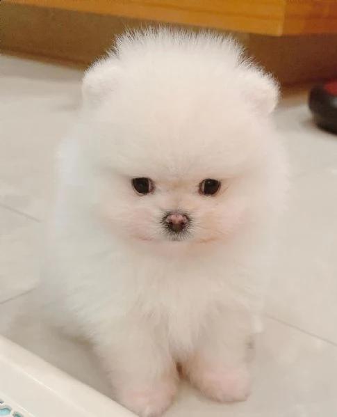 bellissimi cuccioli di pomerania | Foto 1