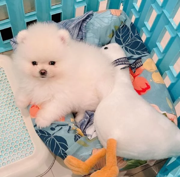 bellissimi cuccioli di pomerania | Foto 0