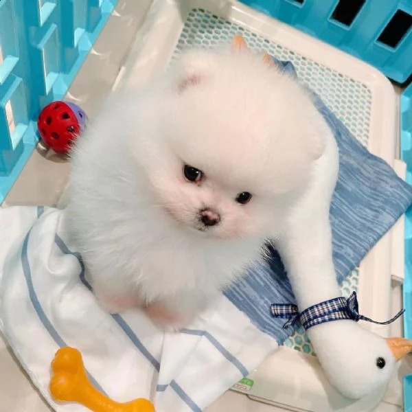 bellissimi cuccioli di pomerania
