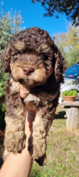 lagotto romagnolo 