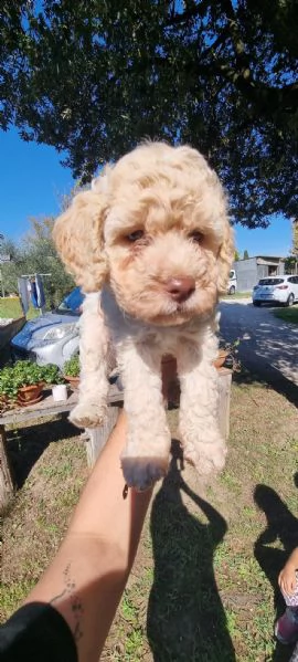 lagotto romagnolo  | Foto 0
