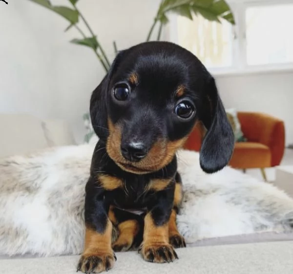 regalo adorabili cuccioli  bassotto dachshund femminucce e maschietti disponibili