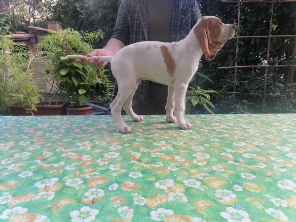 pointer inglese | Foto 3