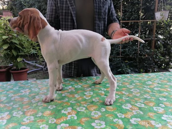 pointer inglese | Foto 2