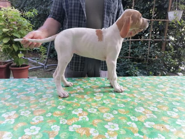 pointer inglese | Foto 1