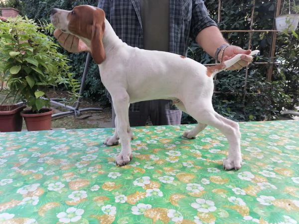 pointer inglese | Foto 0