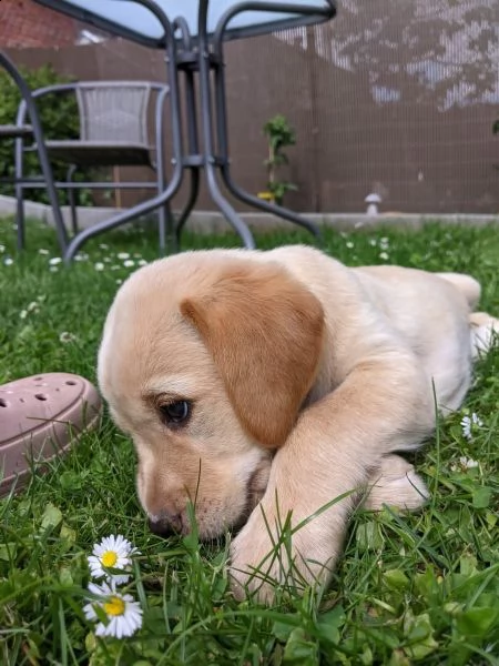 tre cuccioli di labrador cioccolato con pedigree | Foto 5