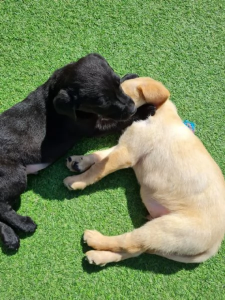 tre cuccioli di labrador cioccolato con pedigree | Foto 4