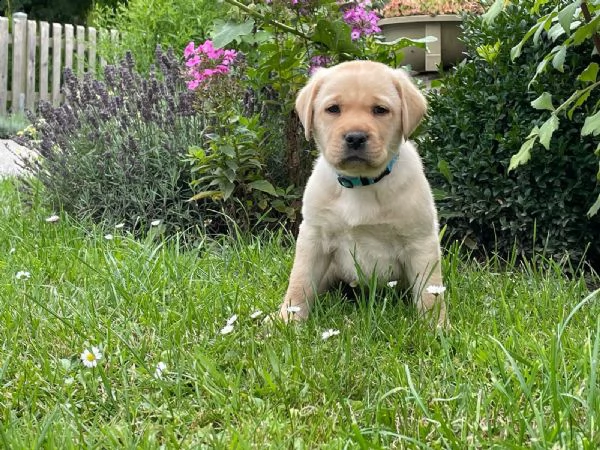 tre cuccioli di labrador cioccolato con pedigree | Foto 3