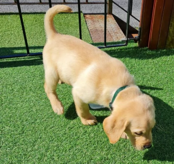 tre cuccioli di labrador cioccolato con pedigree | Foto 2