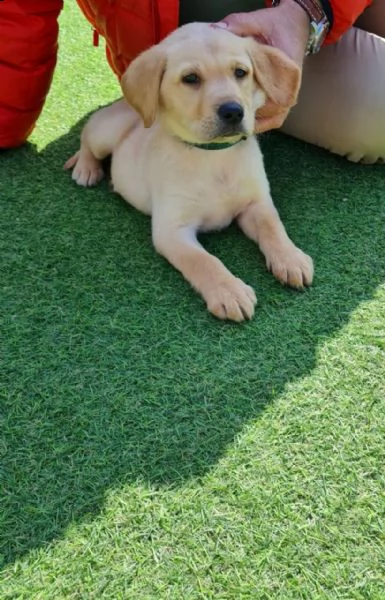 tre cuccioli di labrador cioccolato con pedigree | Foto 1