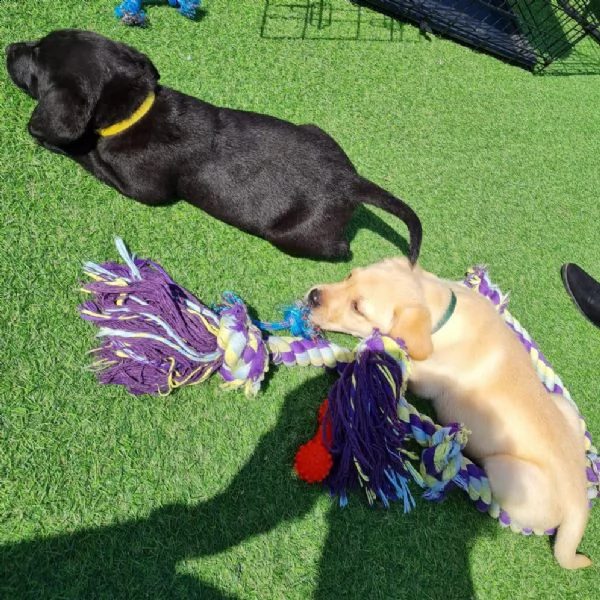 tre cuccioli di labrador cioccolato con pedigree