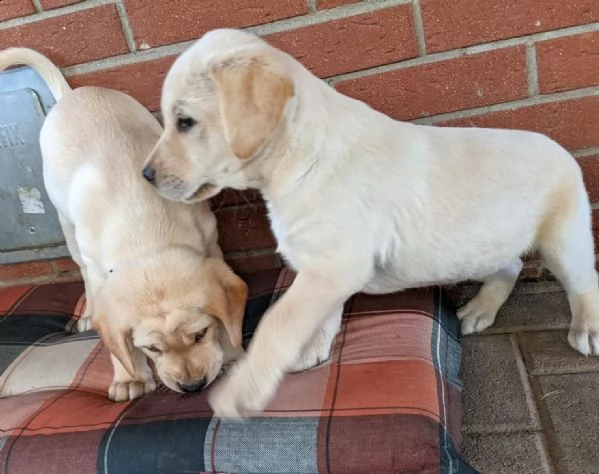 tre cuccioli di labrador cioccolato con pedigree | Foto 0