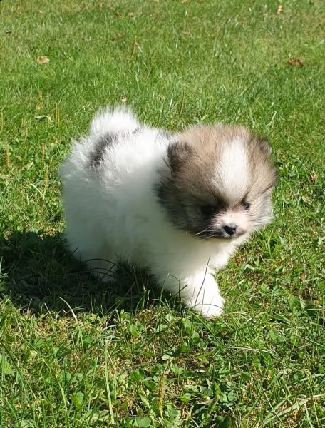 stupendi cuccioli di volpino di pomerania | Foto 6