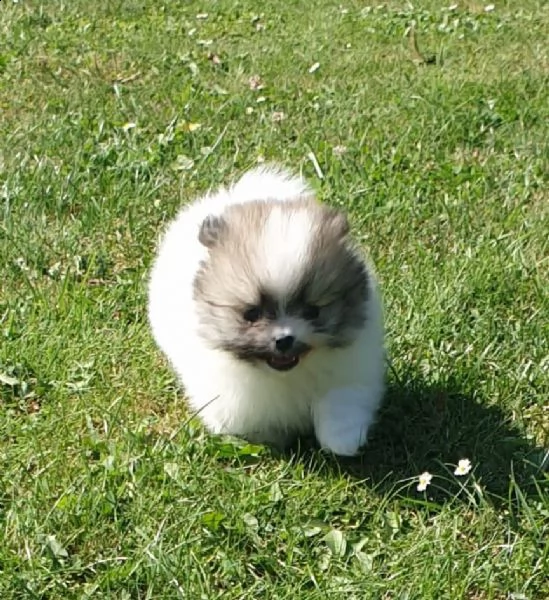 stupendi cuccioli di volpino di pomerania | Foto 5