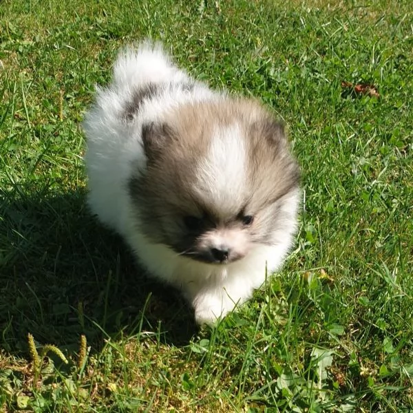 stupendi cuccioli di volpino di pomerania | Foto 4