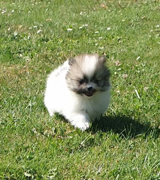 stupendi cuccioli di volpino di pomerania | Foto 3