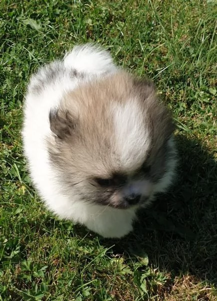 stupendi cuccioli di volpino di pomerania | Foto 2