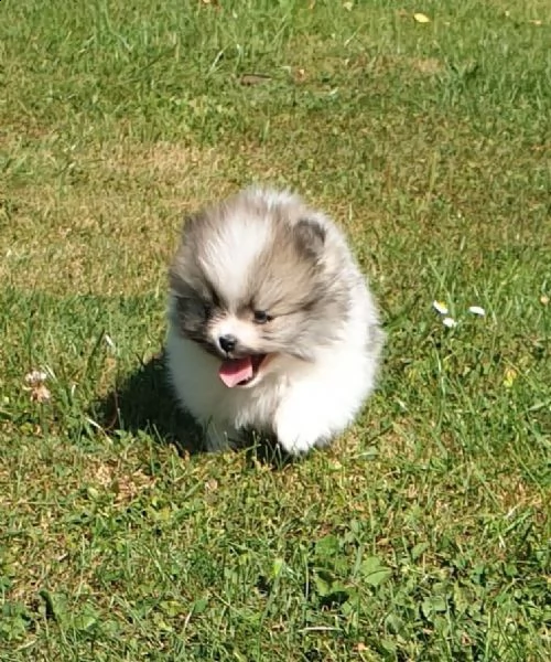 stupendi cuccioli di volpino di pomerania