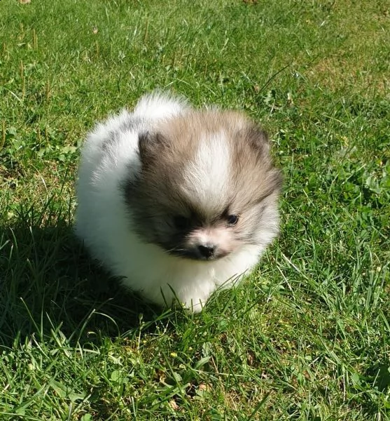 stupendi cuccioli di volpino di pomerania | Foto 1