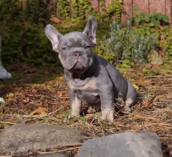 stupendi cuccioli di bouledogue francese | Foto 6