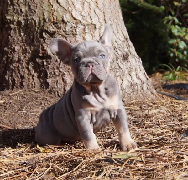 stupendi cuccioli di bouledogue francese | Foto 5