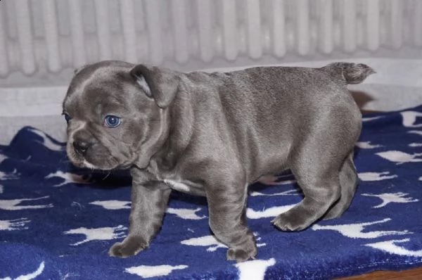 stupendi cuccioli di bouledogue francese | Foto 4