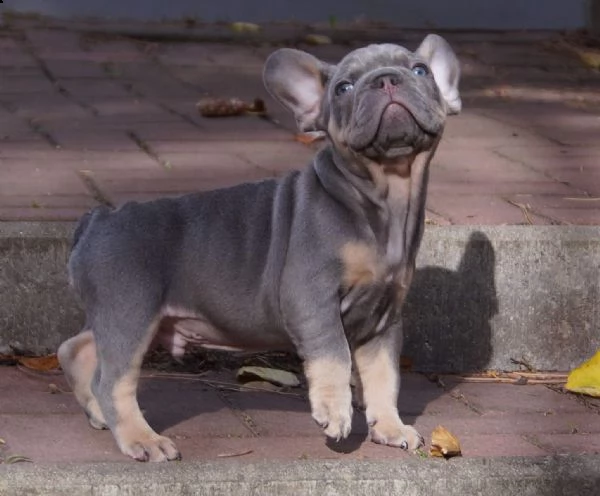 stupendi cuccioli di bouledogue francese | Foto 3