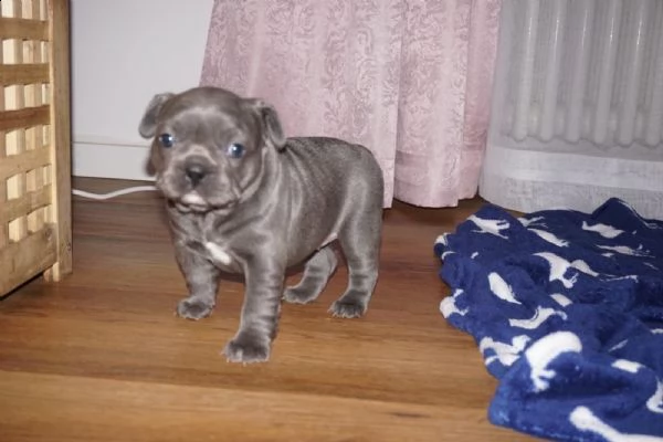 stupendi cuccioli di bouledogue francese | Foto 2