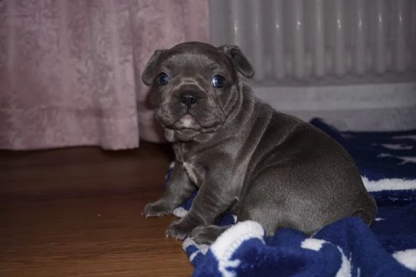 stupendi cuccioli di bouledogue francese | Foto 1