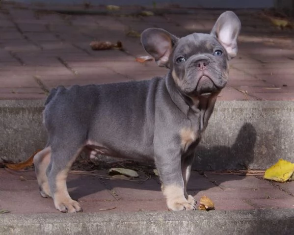 stupendi cuccioli di bouledogue francese | Foto 0