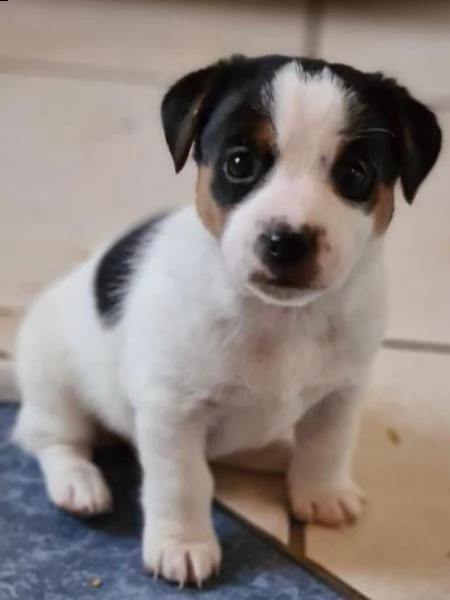 disponibili cuccioli jack russell | Foto 4