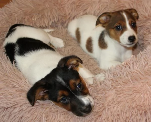 disponibili cuccioli jack russell | Foto 3