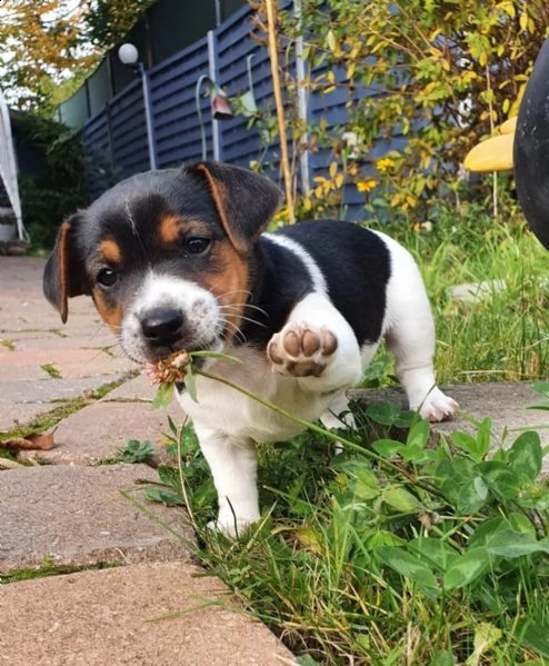 disponibili cuccioli jack russell | Foto 2