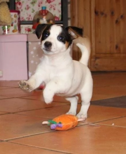 disponibili cuccioli jack russell | Foto 1