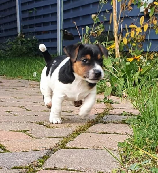 disponibili cuccioli jack russell