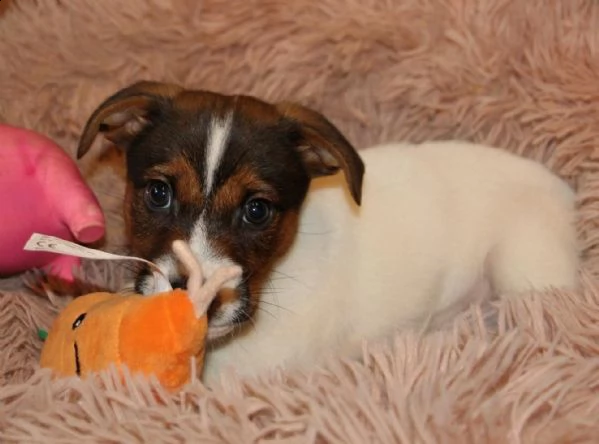 disponibili cuccioli jack russell | Foto 0