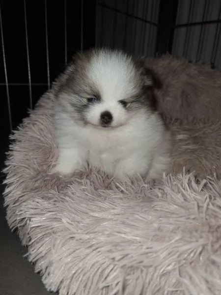 meraviglioso cuccioli di spitz di pomerania