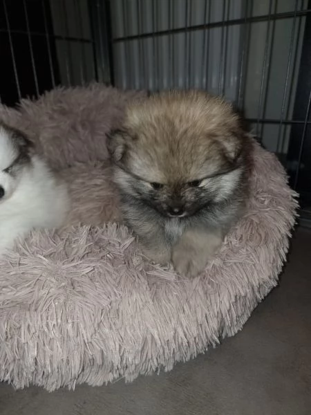 meraviglioso cuccioli di spitz di pomerania | Foto 6