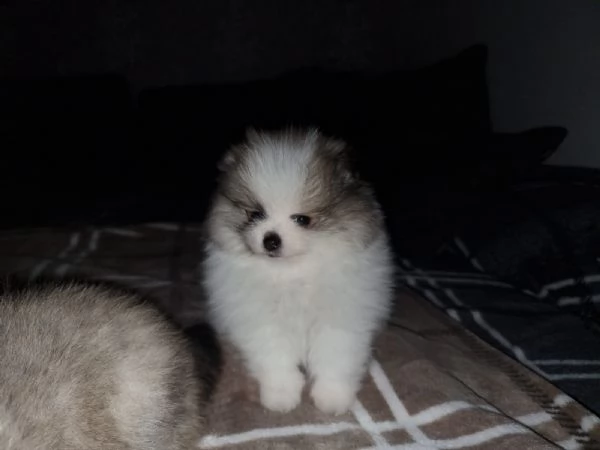 meraviglioso cuccioli di spitz di pomerania | Foto 5