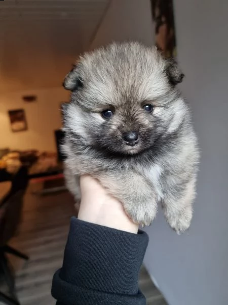 meraviglioso cuccioli di spitz di pomerania | Foto 4
