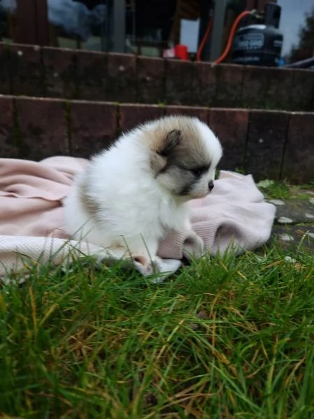 meraviglioso cuccioli di spitz di pomerania | Foto 3