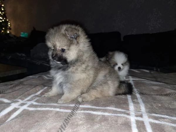 meraviglioso cuccioli di spitz di pomerania | Foto 2