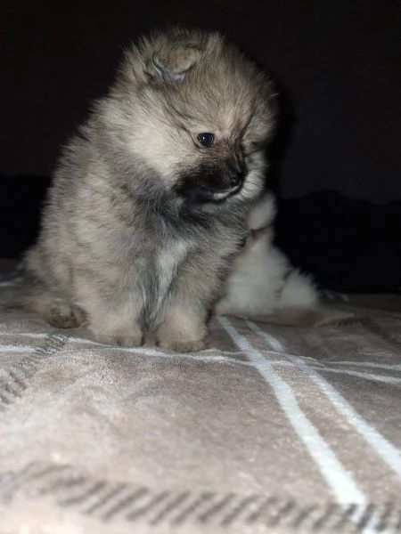 meraviglioso cuccioli di spitz di pomerania | Foto 1