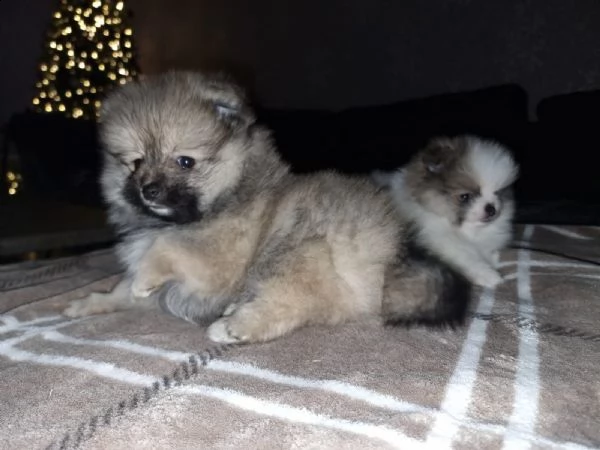 meraviglioso cuccioli di spitz di pomerania | Foto 0