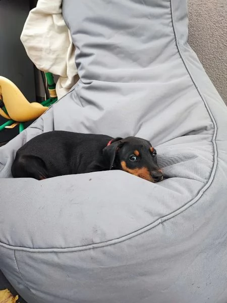 cuccioli dobermann | Foto 3