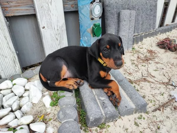 cuccioli dobermann | Foto 2