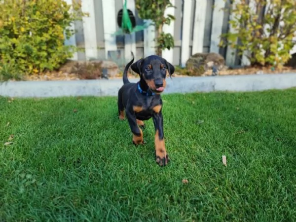 cuccioli dobermann