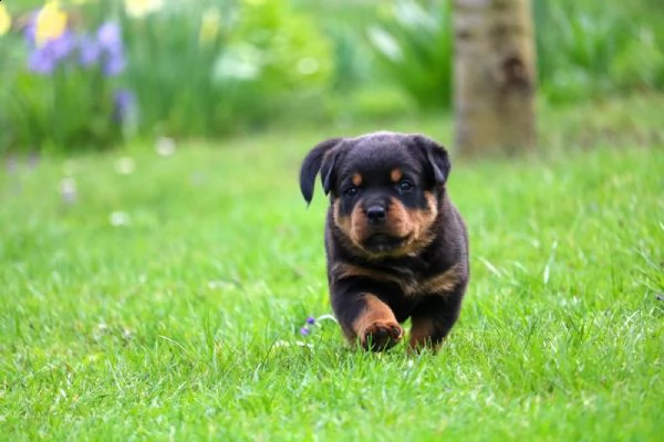 kuccioli di rottweiler | Foto 5